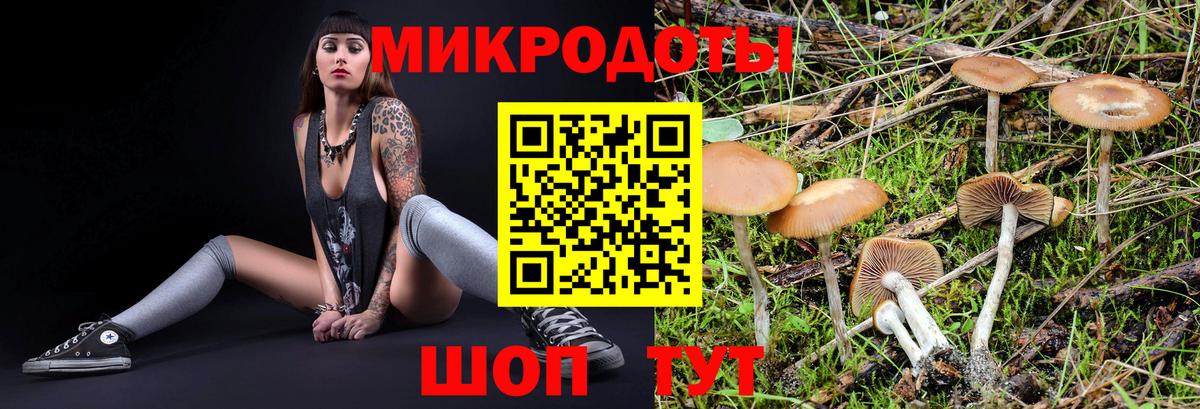 Гай  Псилоцибиновые грибы MAGIC MUSHROOMS  Вход с VPN 